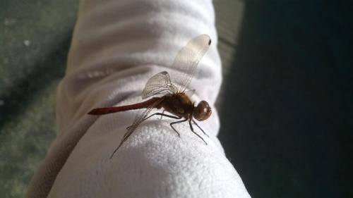 Réf. 189 256 : Sympetrum striolatum